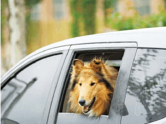 宠物犬运输方式好坏对比