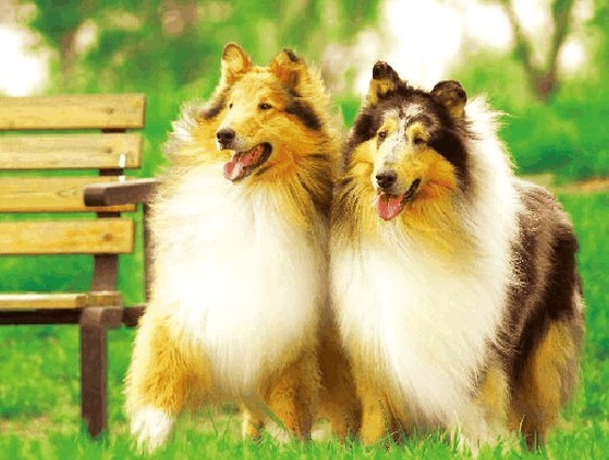 婴儿儿童如何与宠物犬共同生活