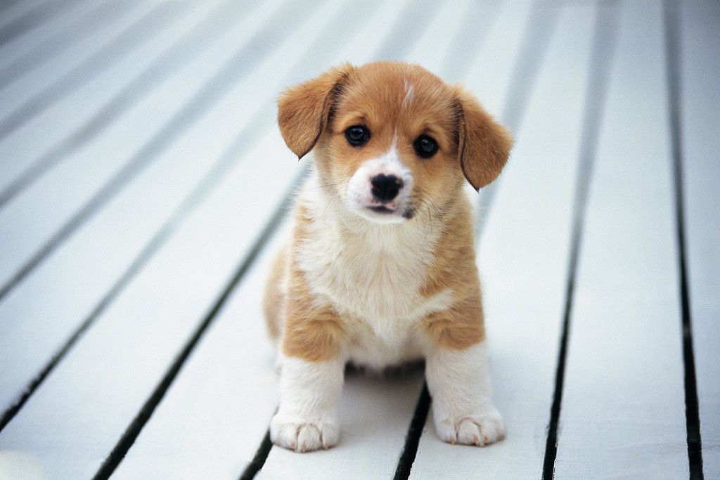 狗狗胆小怎么办 如何训练胆量