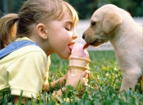 怎样训练狗狗和客人友好相处