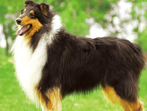 断奶期宠物犬保持适当运动