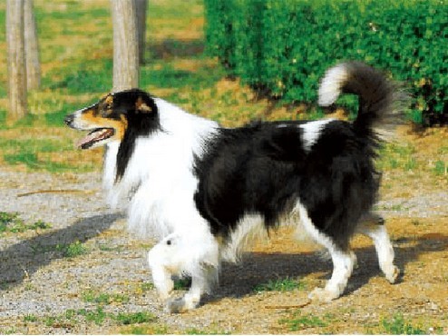 狗狗初乳哺育的营养成分和特点