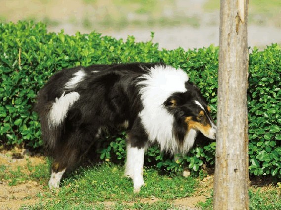 幼犬母乳喂养的重要性及其营养成分