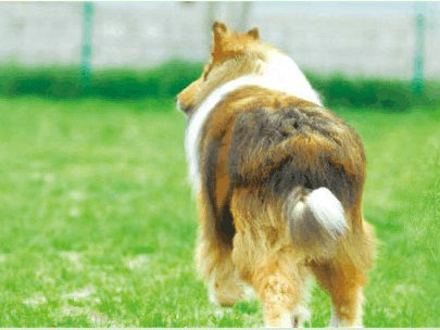 老年宠物犬的饮食和运动注意事项