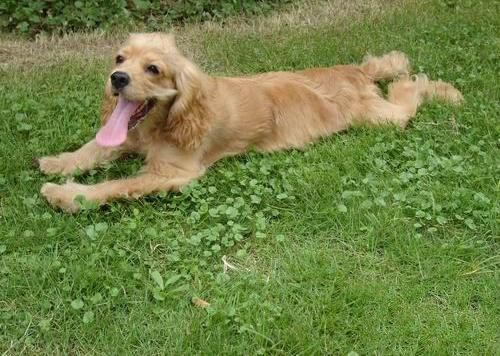 如何训练狗狗学会匍匐前进