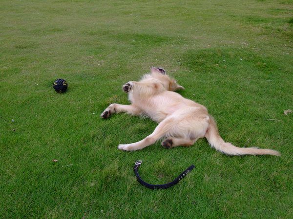 如何训练狗狗学会打滚