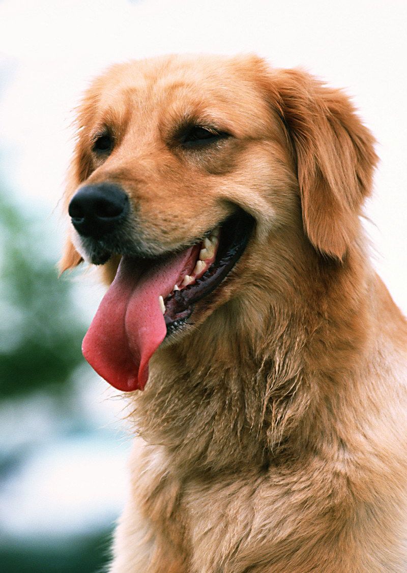 拉布拉多有哪些性格特点