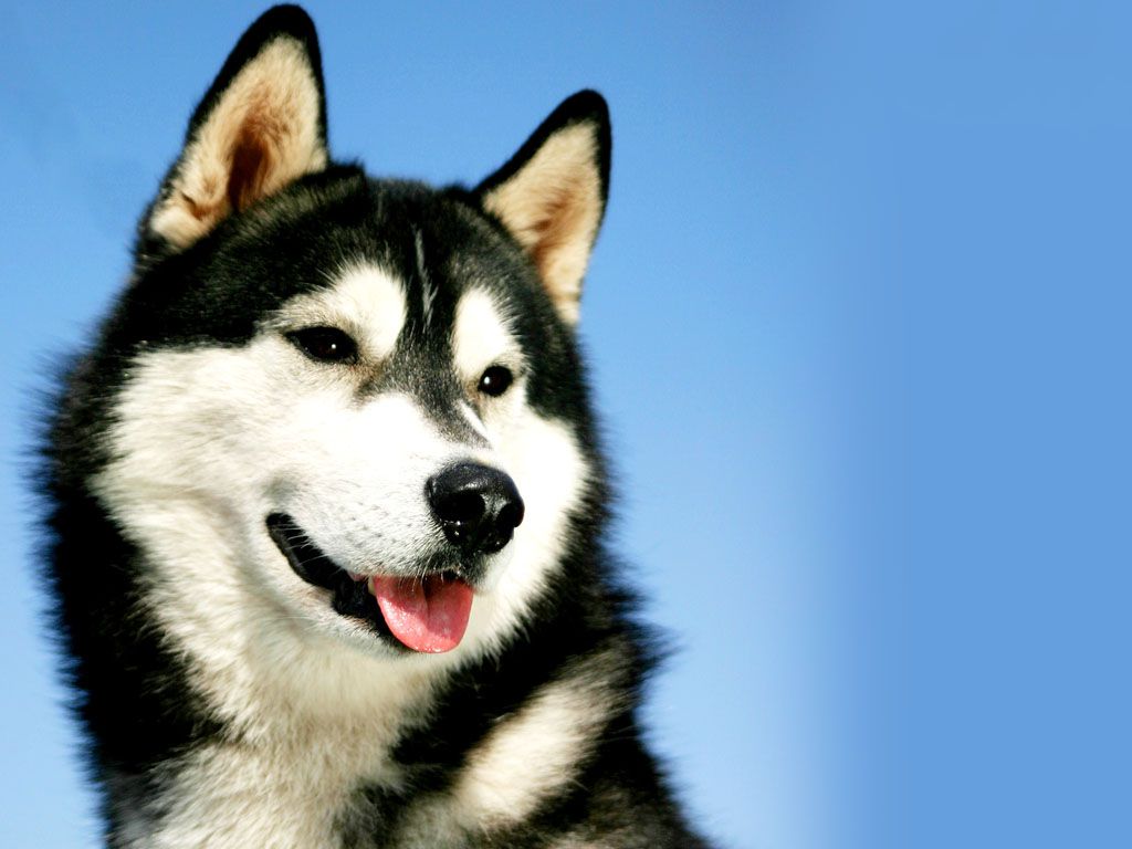 哈士奇的性格怎么样