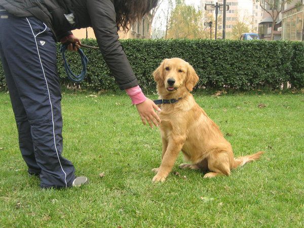 金毛犬在训练中表现的性格特点