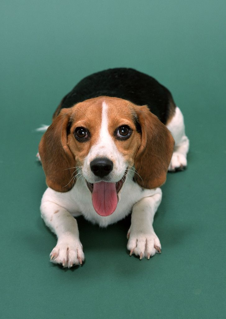 比格犬的性格怎么样