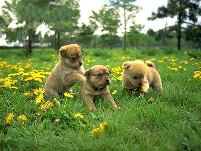 狗狗春天脱毛发情不爱吃东西