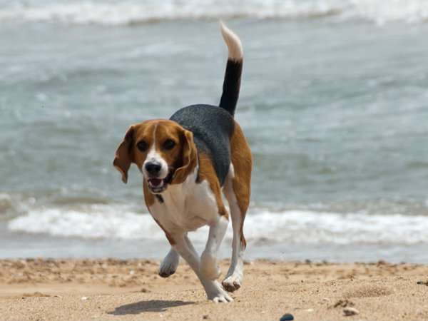宠物犬夏季护理该注意哪些地方