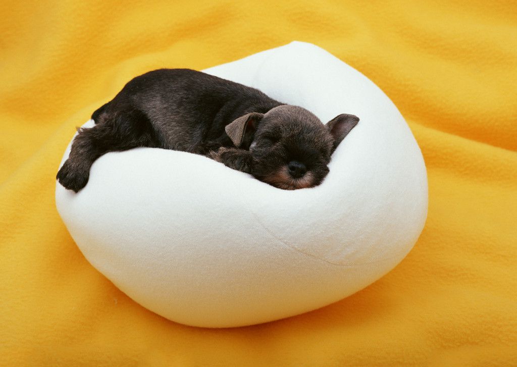 雪纳瑞应加强哪方面的训练