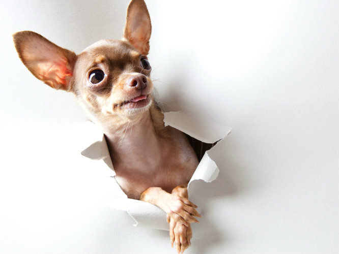 吉娃娃有什么缺点 如何训练