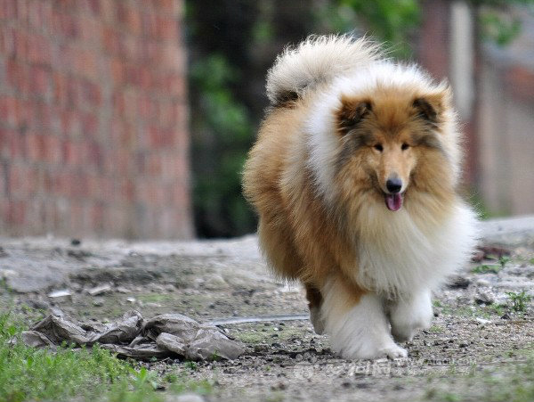 苏格兰牧羊犬的性格怎么样