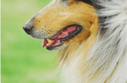 如何保护宠物犬日常牙齿健康