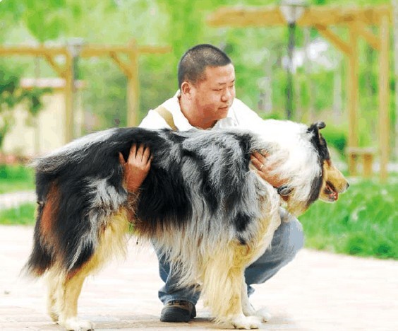 正确抱起宠物犬的方法要点