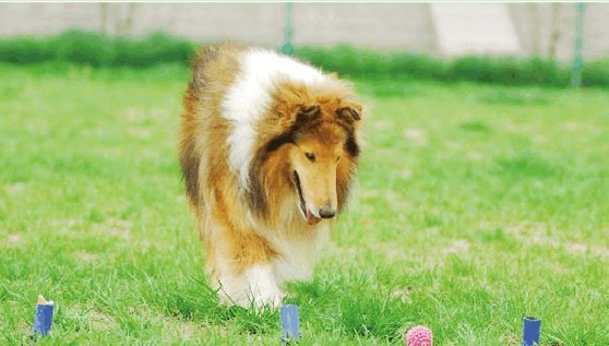 宠物公犬母犬发情期最佳交配时期