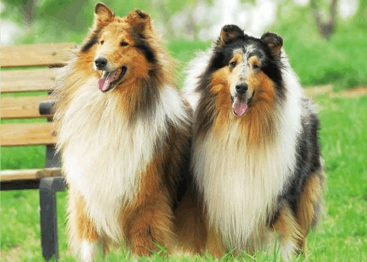 宠物犬结扎绝育的好处