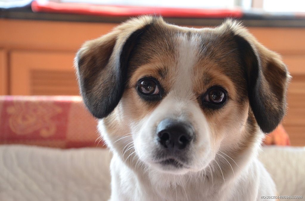 狗狗老是爱抓门怎么办