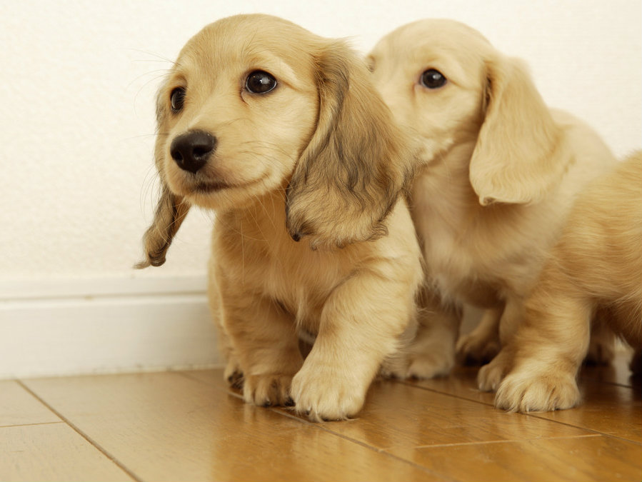 小知识:狗和狗之间怎么交流