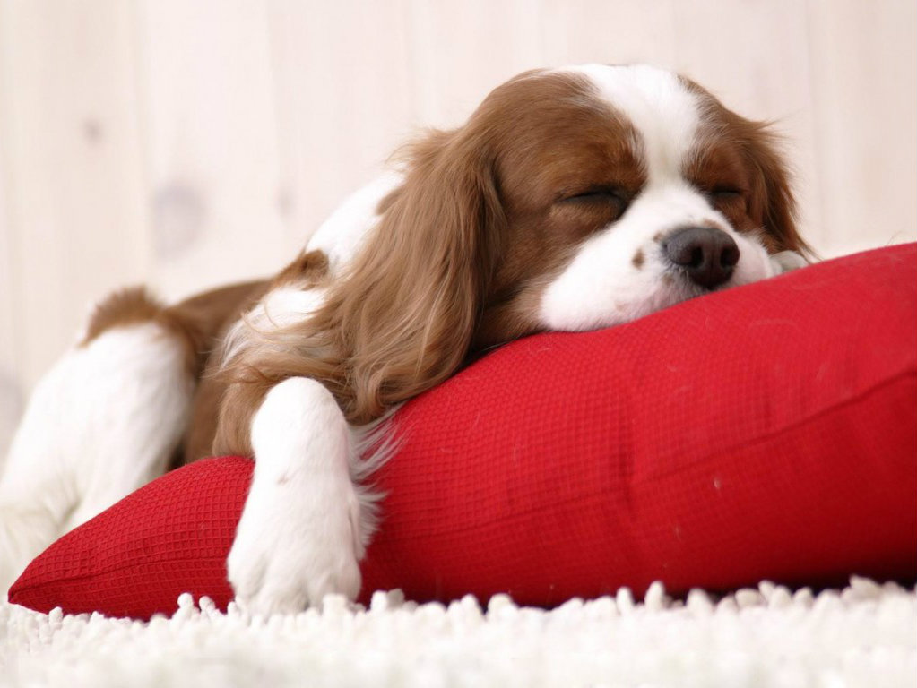 狗狗睡觉的姿势图片