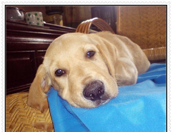 宠物狗生病的症状有哪些