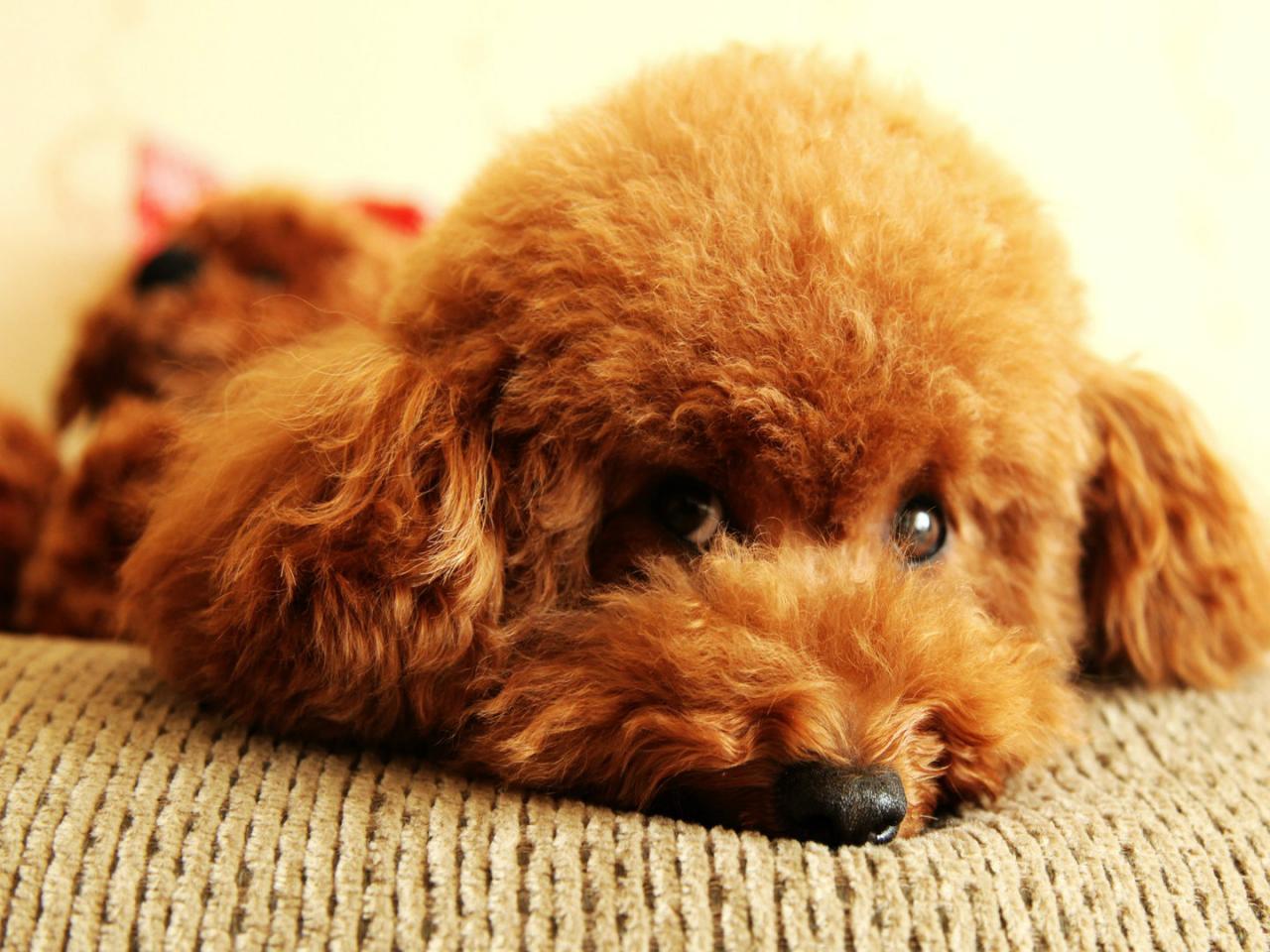 如何安抚情绪异常的狗狗