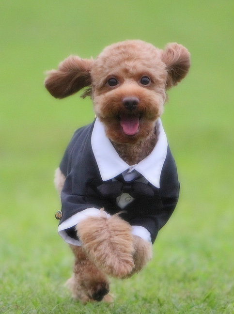 看性格选择幼犬的诀窍