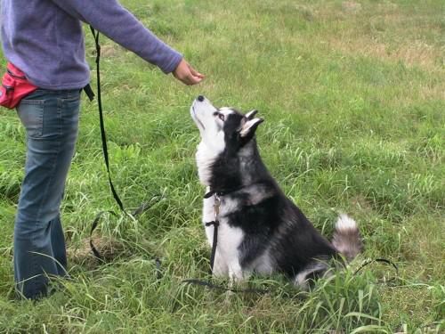 正确训练好狗狗的基本要求