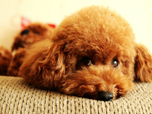 狗狗做错事了该怎么训斥