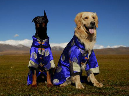 在家如何给狗狗做基本体检