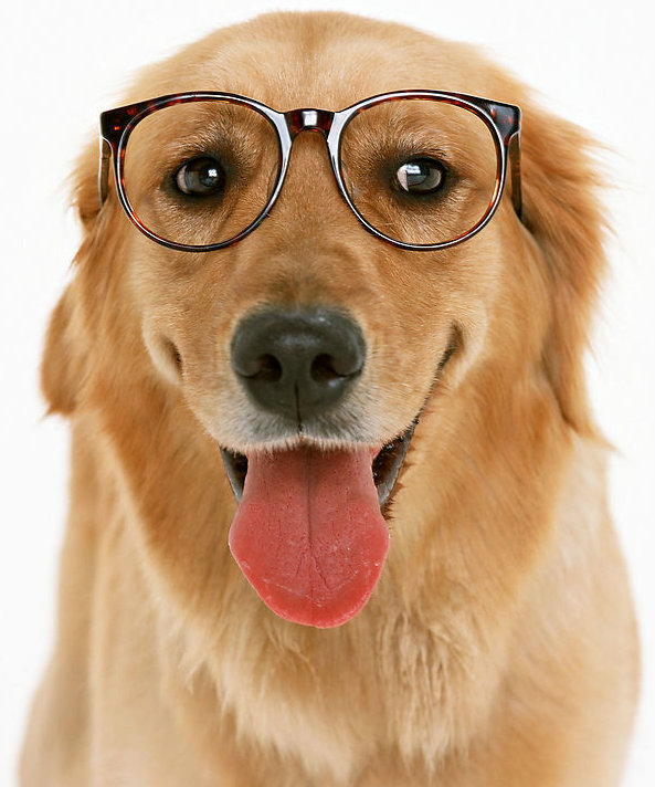 如何训练宠物狗狗室内大小便