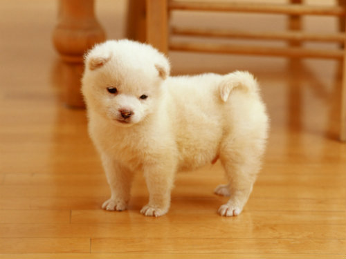 如何让宠物犬适应项圈和牵绳