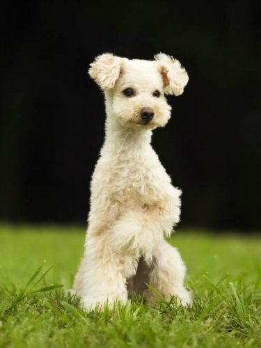 如何训练狗狗的站姿