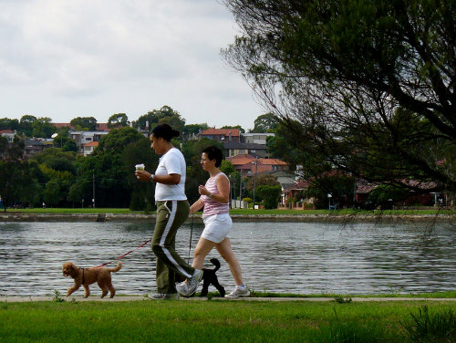 狗狗出门不跟着我走怎么办