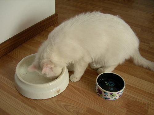 猫咪挑食怎么办 怎么不让猫咪挑食