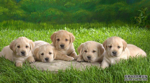 饲养宠物犬容易犯哪些错误