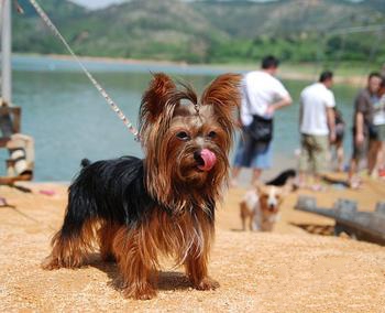 够买约克夏梗犬前应该考虑的问题