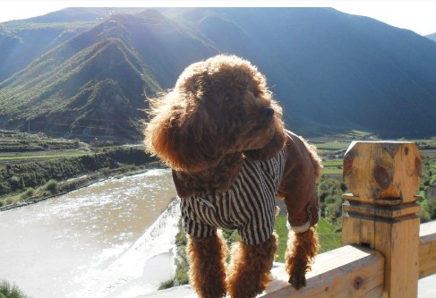 如何制定训练泰迪犬的奖惩制度