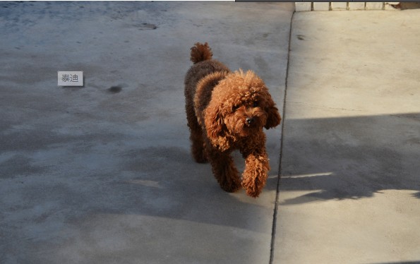 如何帮助泰迪犬抵抗高温酷暑