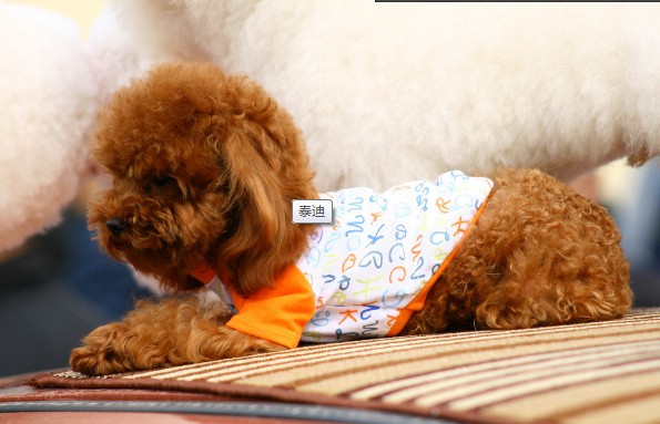 奖罚得宜训练泰迪犬会事半功倍