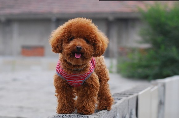 如何保护泰迪犬的肉垫