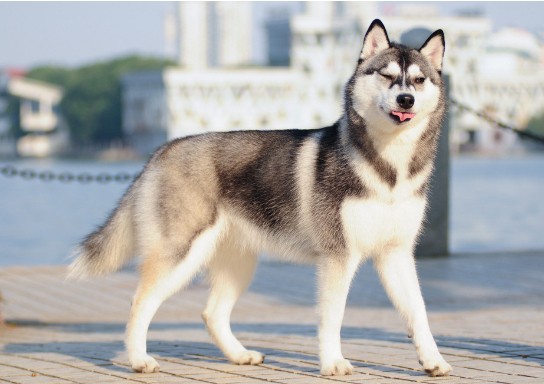 清洁剂的味道对哈士奇伤害大