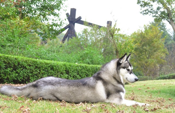 如何训哈士奇在地板上翻滚