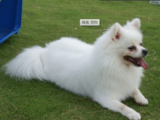 哪些食物会对博美犬的健康构成威胁