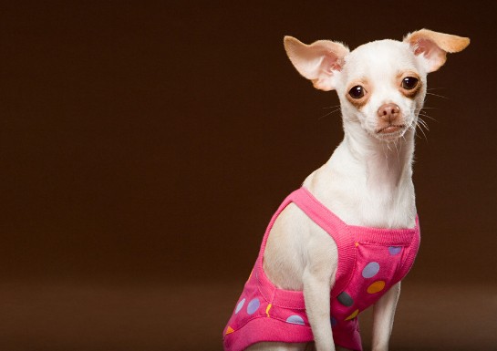 吉娃娃出行需要做哪些准备工作