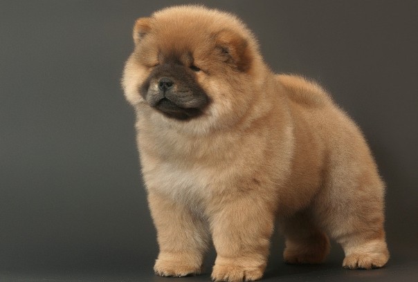 松狮犬冬天饮食防寒要注意什么