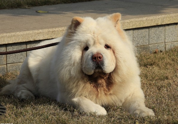 如何护理松狮犬的眼睛牙齿耳朵