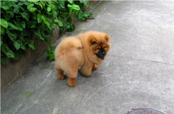 松狮犬吃哪些食物比较好